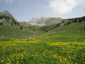 Prati fioriti a Malga Morn
