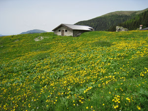 Prati fioriti a Malga Morn