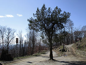 La piazzetta con un albero sotto al Ristoro Alpino
