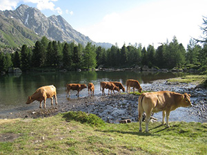 Il Lago Viola CH