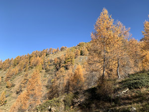 Lungo la sterrata con i colori dellˈautunno