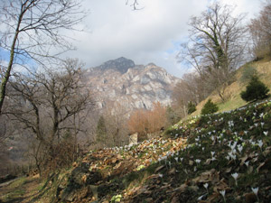 Fioritura primaverile sul sentiero da Rongio
