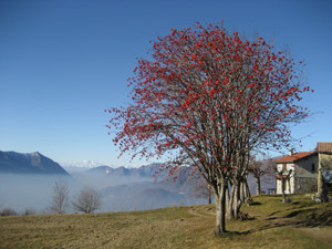 Autunno a Tedoldo