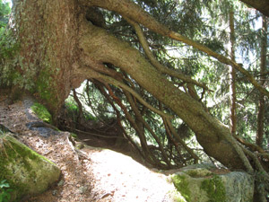 Albero tenace