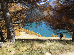 ammirando il panorama tra i larici ...