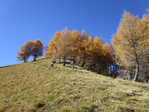 poi usciamo dal bosco e continuamo tra i prati ...