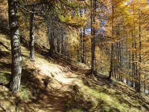 e prendiamo un sentiero nel bosco di larici ...