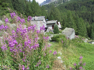 Alpe Forbicina