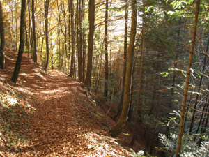 Il sentiero nel bosco