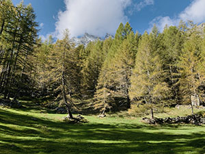 Larici con i colori autunnali attorniano un prato (forse il fondo di un laghetto)