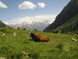 Mucche al pascolo e il gruppo del Monte Adamello