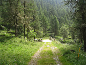 Bosco dopo Cortebona