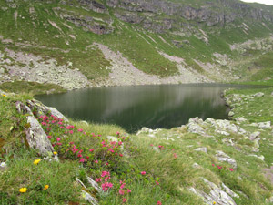 Uno scorcio del Lago di Cornalta tra i rododendri