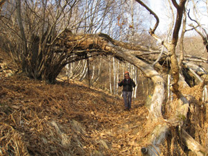 Arco formato da un albero sradicato