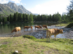 Mucche attorno al Lago Viola (Svizzera)