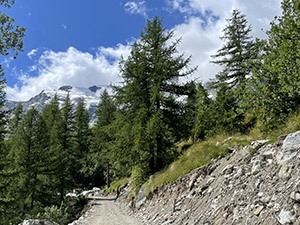 Continuiamo con una starrata tra gli alberi
