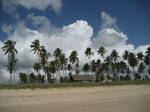 S120 (186411 byte) - Palmas en la playa a norte de Porto de Galinhas