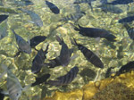 S123 (294224 byte) - Fishes in the natural pools of Porto de Galinhas