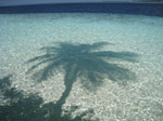 S184 (283388 byte) - Sombra de una palma en el agua