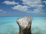 S212 (223213 byte) - Playa Paraiso: piovanelli tridattili (Calidris alba)