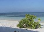 S28 (227201 byte) - Fun Island - Cespuglio sulla spiaggia