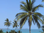 S44 (302496 byte) - Palme lungo la spiaggia