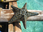 S83 (217249 byte) - Una stella marina verso la barriera corallina